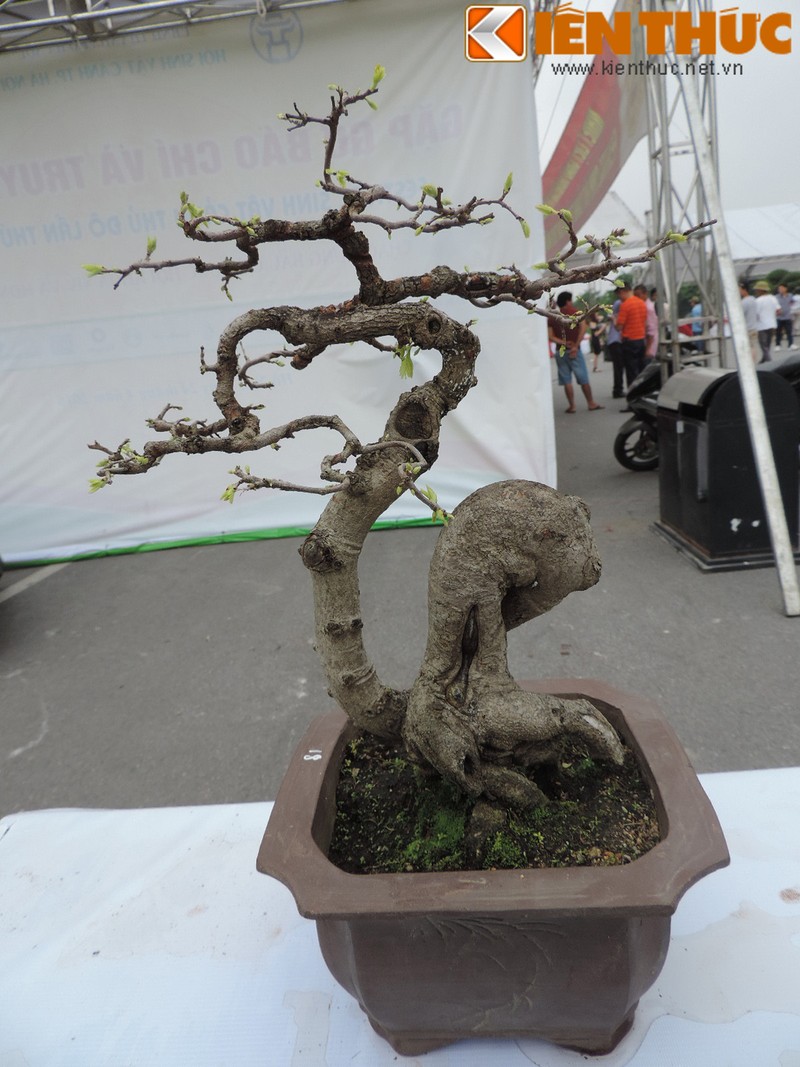 Da mat voi loat bonsai mini sieu dep o Ha Noi-Hinh-4